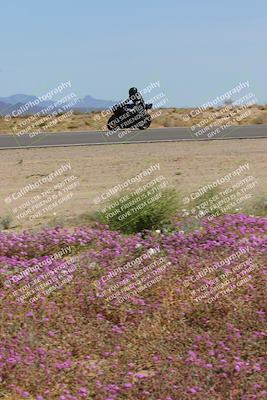 media/Mar-12-2023-SoCal Trackdays (Sun) [[d4c8249724]]/Turn 15 Inside Bloom (130pm)/